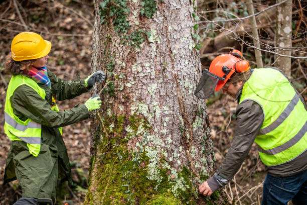 Trusted Cairo, NE Tree Services Experts